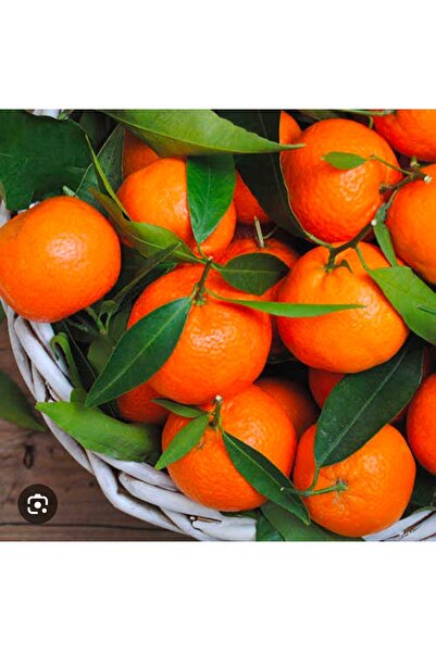 ADKTROPİKAL 1 KG MANDALİNA TAZE HASAT ANAMUR