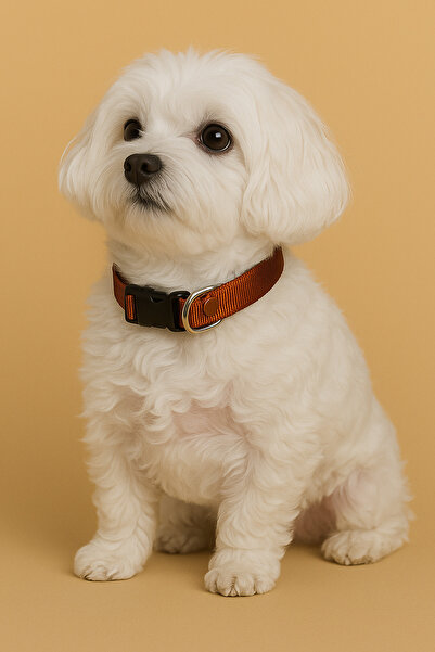 MOOD PAW Caramel Mood Adjustable Dog Collar
