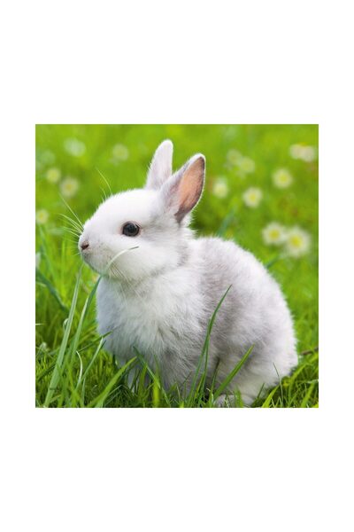 RAVENSBURGER Puzzle - Cute Bunny, 3x49 piese