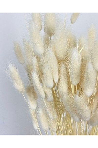 ZEYN'STUFFS Doğal kurutulmuş Pamuk otu , Kuru Çiçek Gelin Buketi , Yapay Dekor , Vazo Çiçeği Lagurus