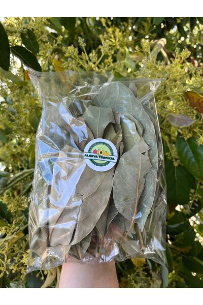 Alanyatropikal Kurutulmuş Avokado Yaprağı(50gr)