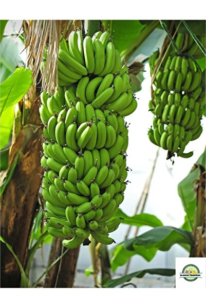 Alanyatropikal Alanya muzu(2 kg)