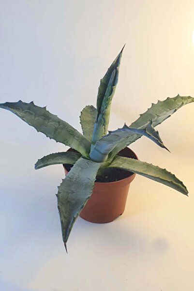 Le Bitki Atölyesi Sabır Ağacı 20cm Agave americana Bitkisi - Saksı Çap: 13cm ...