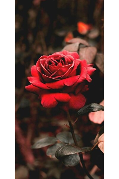 Atlas Husa Personalizata HUAWEI P40 Pro Rose