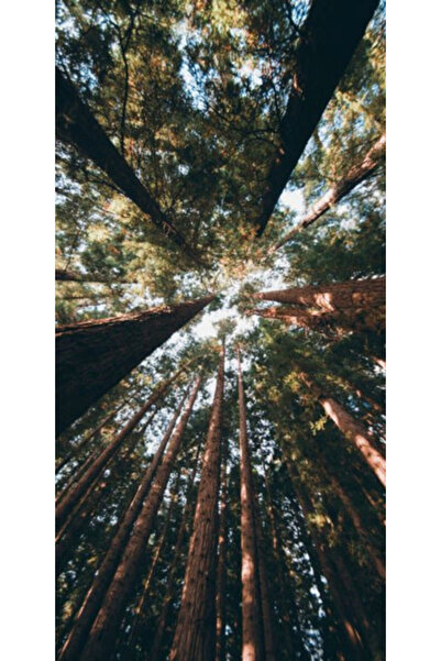 Atlas Husa Personalizata LG XPower 3 Forest 2