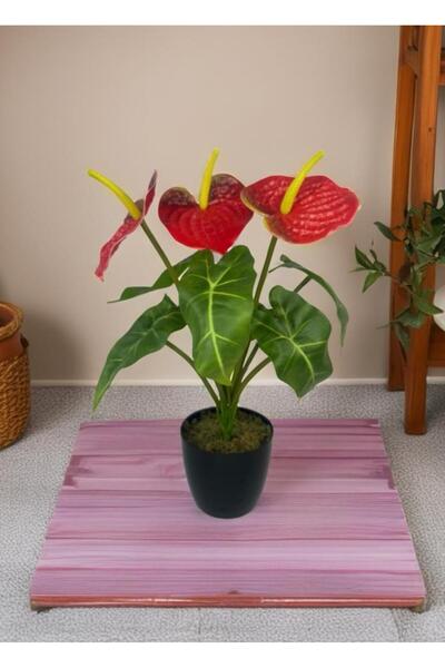 Nettenevime Yapay Çiçek Antoryum Siyah Saksılı Yapay Bitki Salon Çiçeği Kırmızı