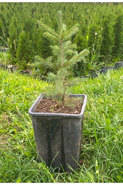 İnci Fidanlığı Batı Ladini (20-30 cm)