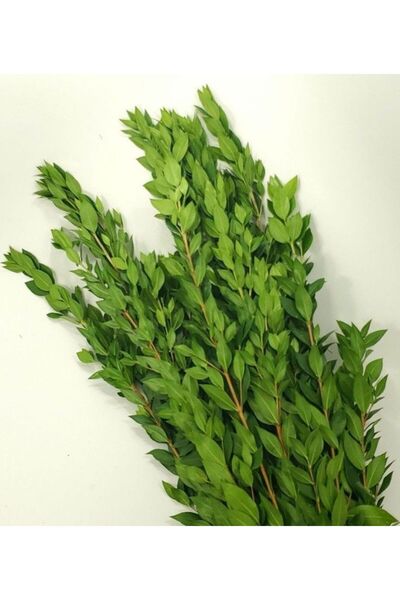 MANAVGOOD Yaban Mersini Ağacı Dalı 40 Adet (Mis Kokulu Yapraklı 20-25 Cm) Kay...