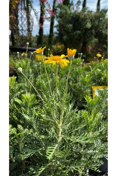 Floryalibotanik EURYOPS BİTKİSİ - BAHÇE VE BALKON İÇİN ÇİÇEKLİ SARI PAPATYA