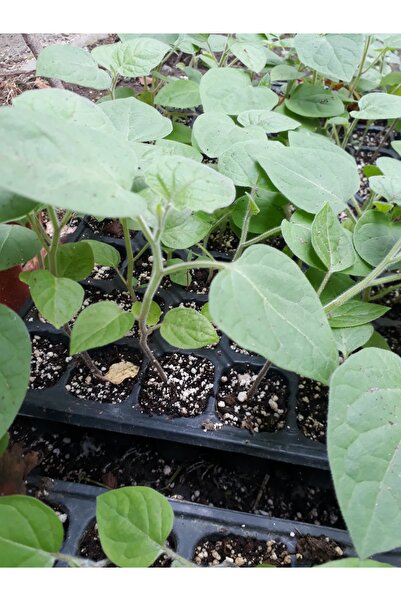 RavdaFlora Altın Çilek Fidesi 6 Adet