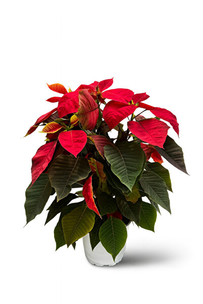 Floryalibotanik Dolgun Formlu Atatürk Çiçeği Bitkisi - İç Mekan Salon Çiçeği