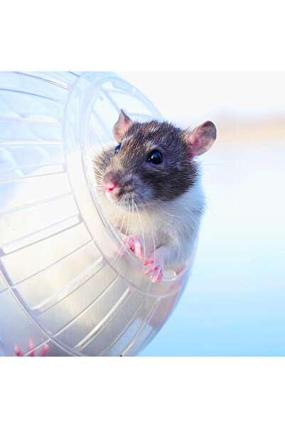 Relaxdays Transparent hamster ball, Diameter 14 cm