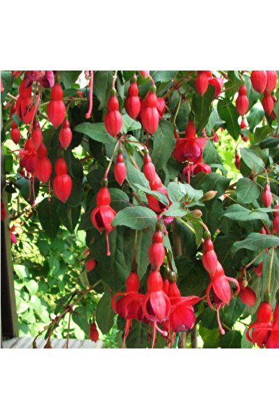 prestijiseed 10 Adet Kırmızı Küpeli Çiçek Tohumu Kırmızı Yer Küpelisi Çiçek T...