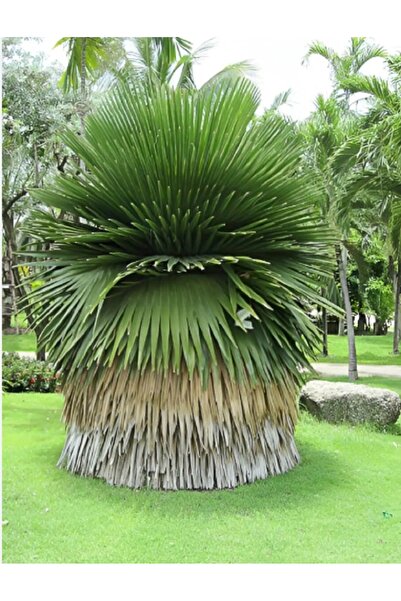 prestijiseed 2 Adet Copernicia Macroglossia Palmiye Ağacı Tohumu