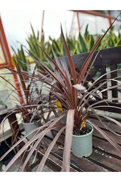 Floryalibotanik Kordilin Bitkisi Kızıl Cordyline australis Red Star 20-40 cm ...