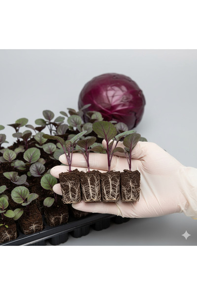 Mercan Fide Kırmızı Lahana Fidesi 10 Adet