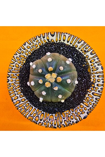 Yağmur Kaktüs Astrophytum Asterias 5 cm Özel Tür Kaktüs