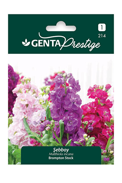 Genta Şebboy Çiçeği Tohumu