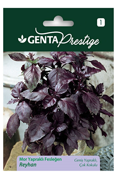 Genta Geniş Yapraklı Çok Kokulu Reyhan