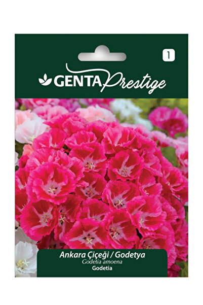 Genta Ankara Çiçeği Godetya Tohumu
