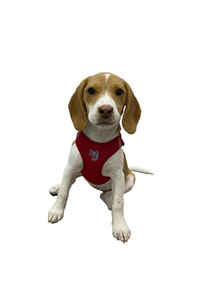 MitraMina Cat - Dog Leash Gift Collar (Without Logo)