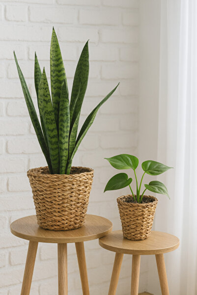 Çavdar Group 2'li Hasır Mini Saksılık 2 Adet El Örgüsü Hasır Saksı