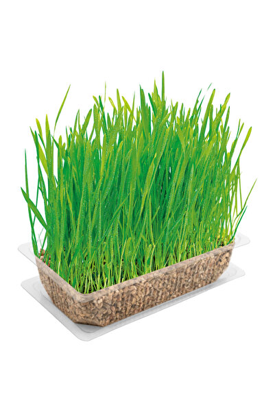 Vitakraft Cat Grass 120g
