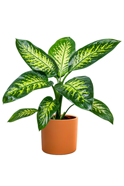 Fidanburada Difenbahya (Dieffenbachia Tropic Snow) Ruby Terra Cotta Saksılı