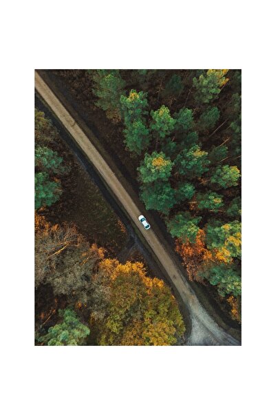 OEM Tapet Premium Canvas, Sosea forestiera cu copaci colorati, 120x180 cm