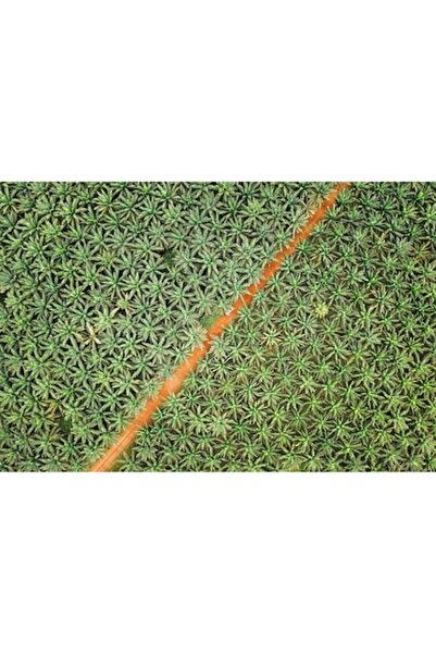 OEM Pictură pe pânză, Drum mărginit de copaci, 100x70 cm