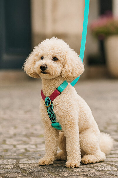 MOOD PAW Sugar Mood Anti-Pull Adjustable H Type Dog Chest and Travel Leash Set