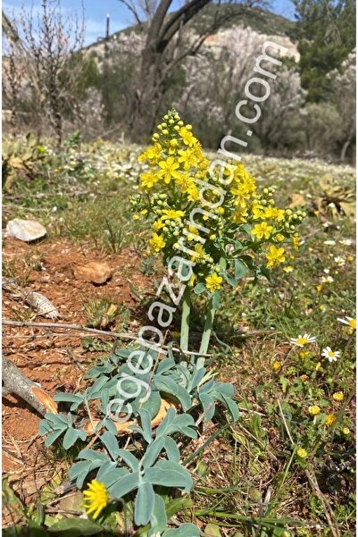 Ege Pazarından Düz Yapraklı Aslan Pençesi Kurusu 50 gr Leontice Leontopetalum...