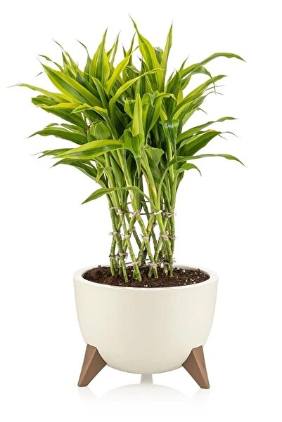 ToXA 3lü Küre Saksı Seti Drenaj Süzgeçli Ayaklı Bitki Çiçek Saksısı Ufo Set