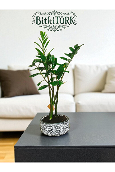 BitkiTÜRK özel beton saksıda zeze zamia bitkisi Hediyelik tasarım