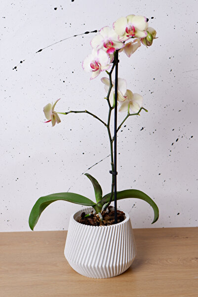 Maya Series Design Flower Pot | Orchid Flower Pot | Decorative Souvenir 16x12 Cm