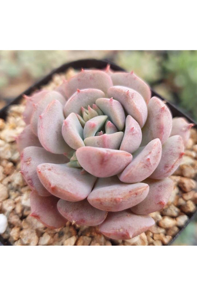 SukuLand Echeveria Clara koleksiyonluk özel tür sukulent 5,5cm saksıda