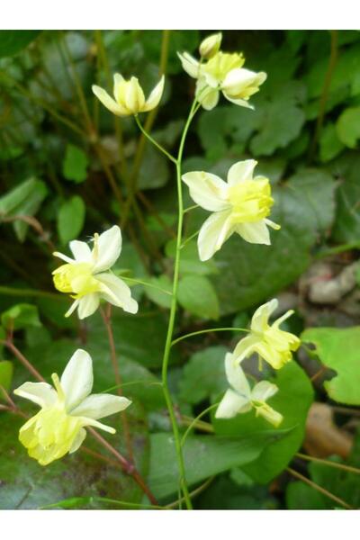 Aktar Diyarı AzgınTeke Otu Macunu 225Gr ERKEK