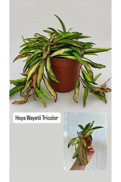 nazlı çiçekçilik Hoya Wayetii Tricolor Mum Çiçeği 5,5lik Saksıda