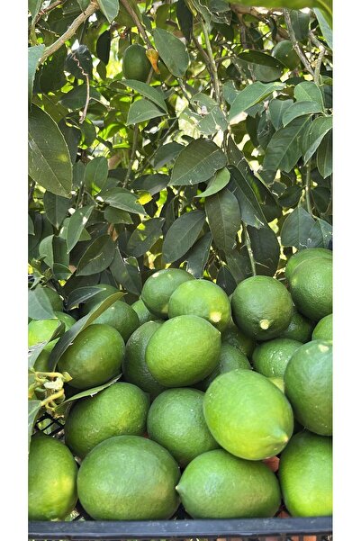Alanyatropikal Mayer Limon(Yaz Limonu)(kg)