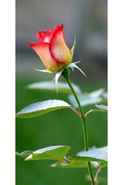 Atlas Husa Personalizata SAMSUNG Galaxy Note 10 Plus Trandafir