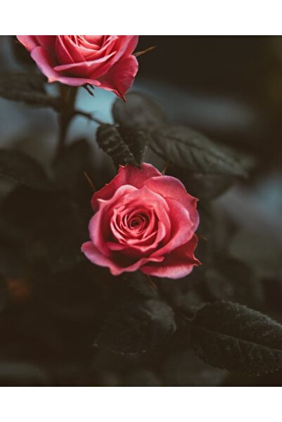 Atlas Husa Personalizata MOTOROLA One Macro Red Roses