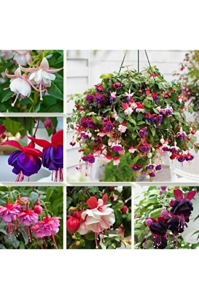 prestijiseed 10 Adet Karışık Küpeli Çiçek Tohumu Yer Küpelisi Çiçek Tohumu