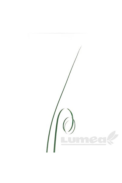 Lumea Iarba ursului verde, 50 buc. -