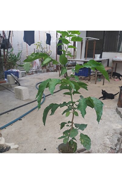 DRZ TARIM Vampee Meyve Fidanı 2 yaşında