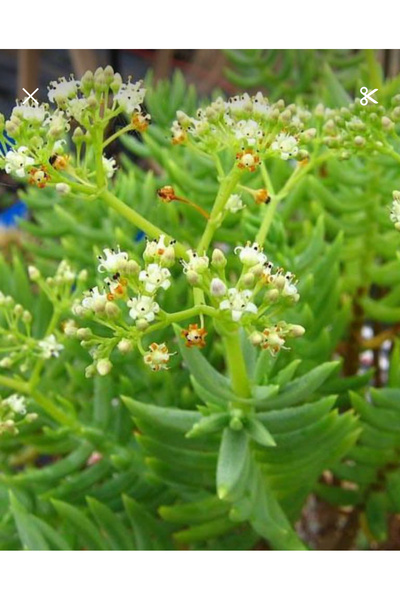 SukuLand Crassula Tetragano Beyaz çiçekli özel tür sukulent 5,5cm saksıda