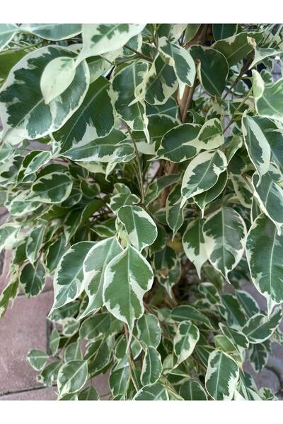 Floryalibotanik Alacalı Benjamin Bitkisi İç Mekan Salon Çiçeği