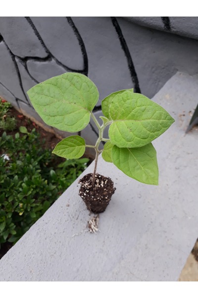 RavdaFlora Altın Çilek Fidesi 6 Adet