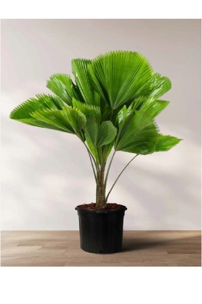 prestijiseed 2 Adet Licuala peltata Palmiye Ağacı Tohumu