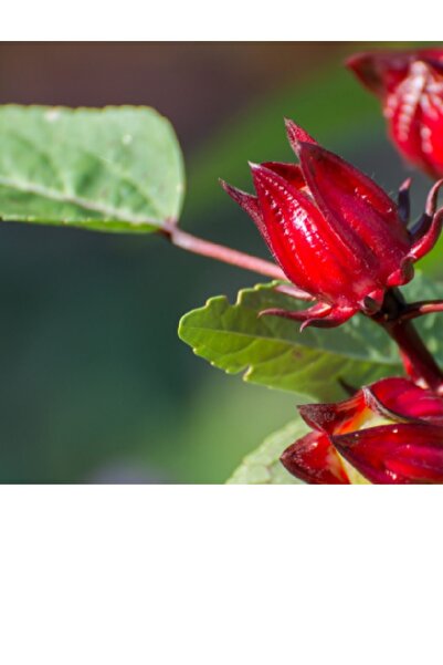 10 Adet Rosella Bitki Tohumu Sudan Bamyası Tohumu Hibiscus sabdariffa Tohumu