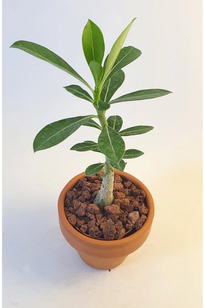 Le Bitki Atölyesi Adenium Çöl Gülü 8cm 1,5 Yaşında Koleksiyonluk Bitki-El Yapımı kiremit Saksı Çap:10cm|Yükseklik:11cm